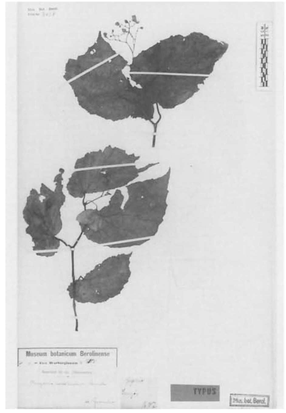 B. insularum